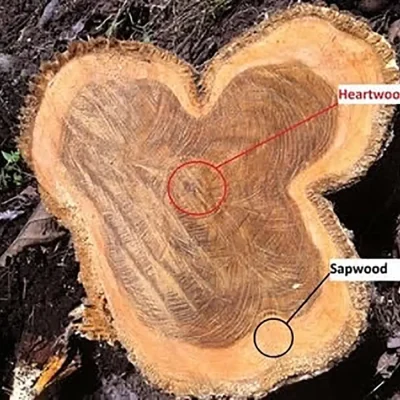 Home DECO - Agence ÉZÉ+